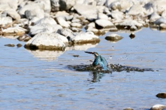 カワセミ