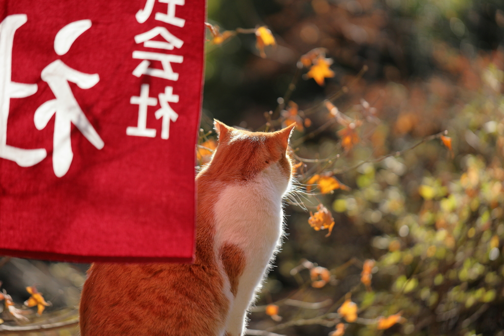 哀愁が漂ってます・・・・。