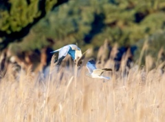 ハイイロチュウヒ