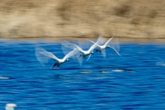 白鳥流し撮り