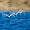 白鳥流し撮り