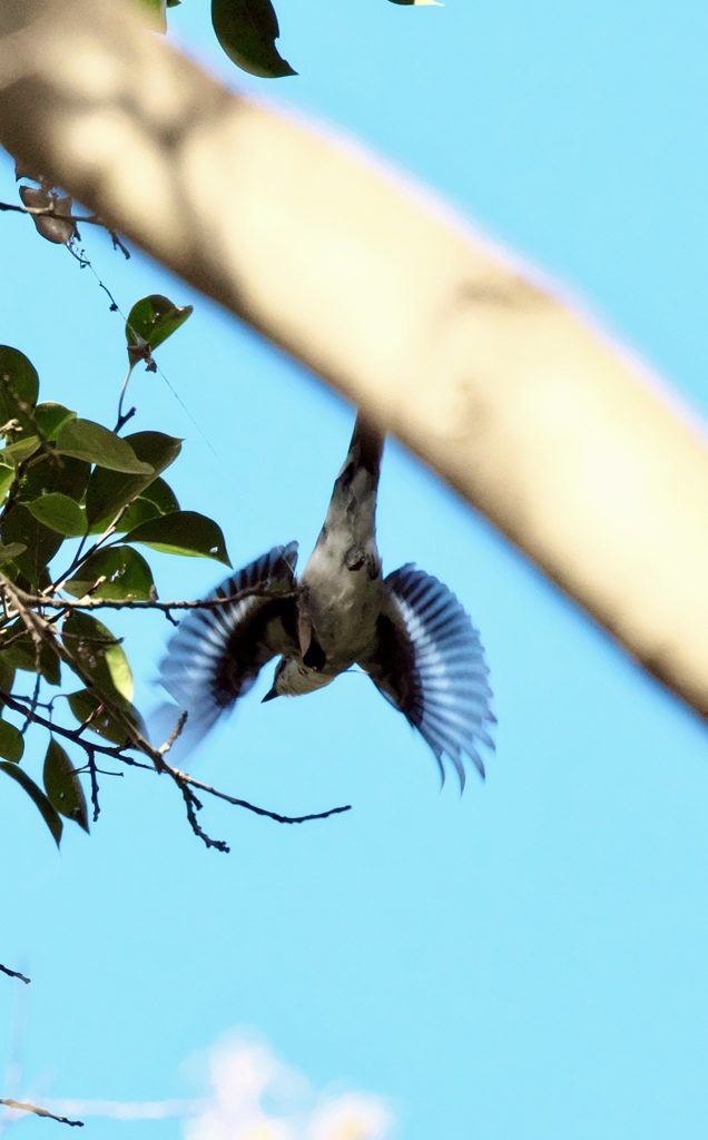 リュウキュウサンショウクイ