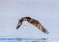 ミサゴ　狩り成功