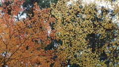 紅葉