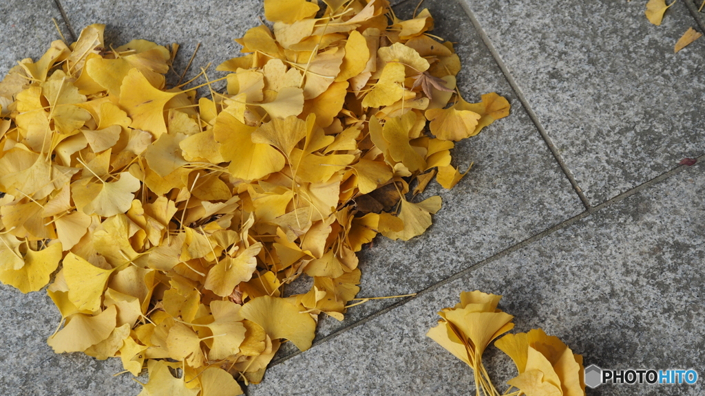 イチョウアート