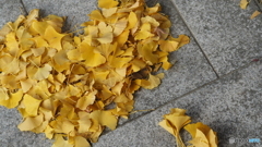 イチョウアート