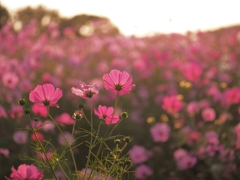 コスモス