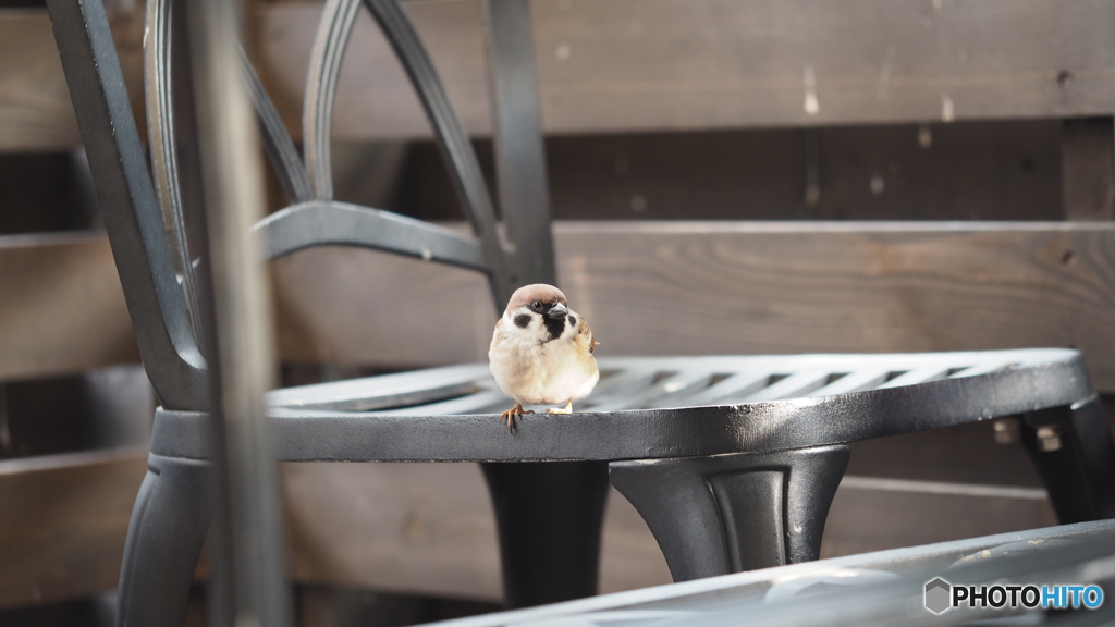 パン屋のスズメ