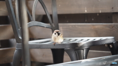 パン屋のスズメ