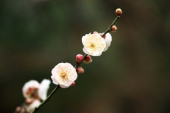 白野江植物公園の梅