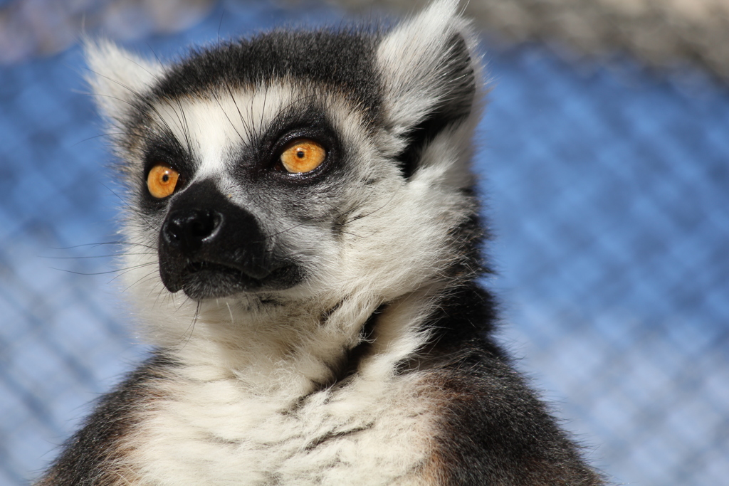 ワオキツネザル