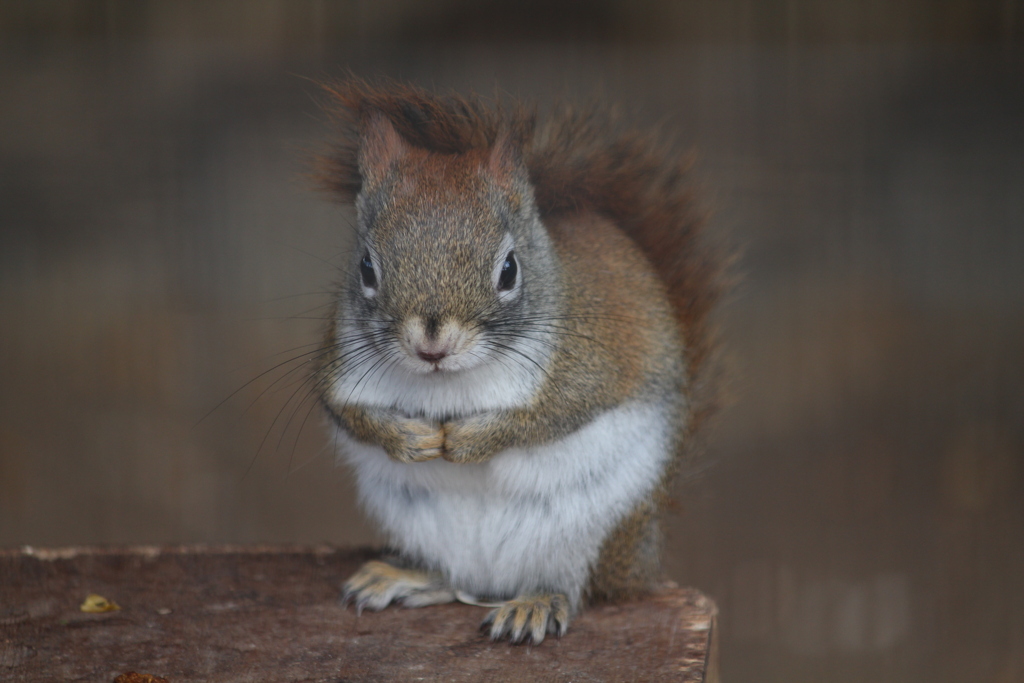 アメリカアカリス