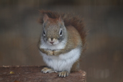 アメリカアカリス