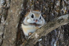 エゾモモンガ②