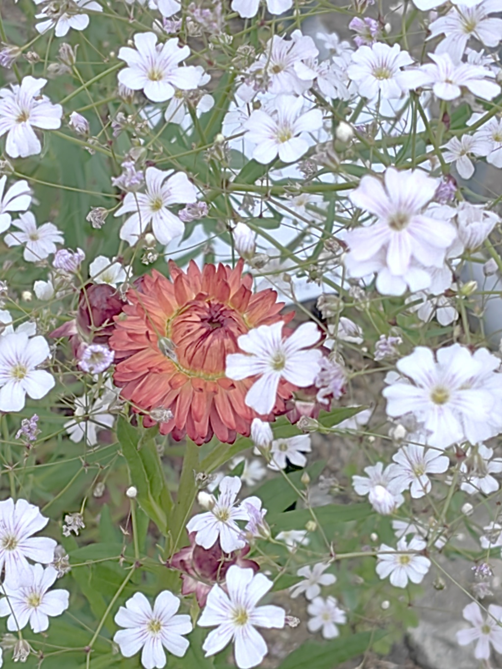 春だね〜(^^) by megu✧ （ID：13497960） - 写真共有サイト:PHOTOHITO