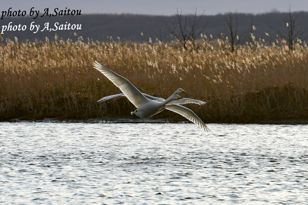 オオハクチョウ　ペア