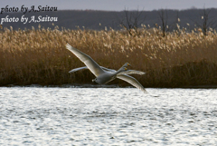 オオハクチョウ　ペア