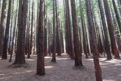 1,500本以上の木々が整然と...