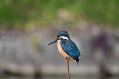 獲物を待つカワセミさん