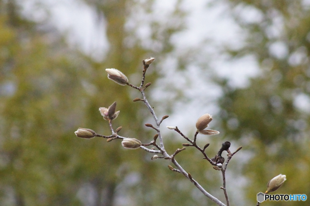 こぶしの花はもう少し