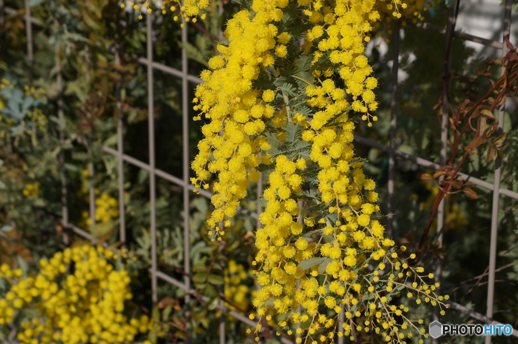 ご近所のミモザ