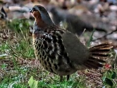 公園散歩（２）