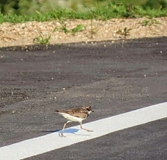 コチドリの散歩