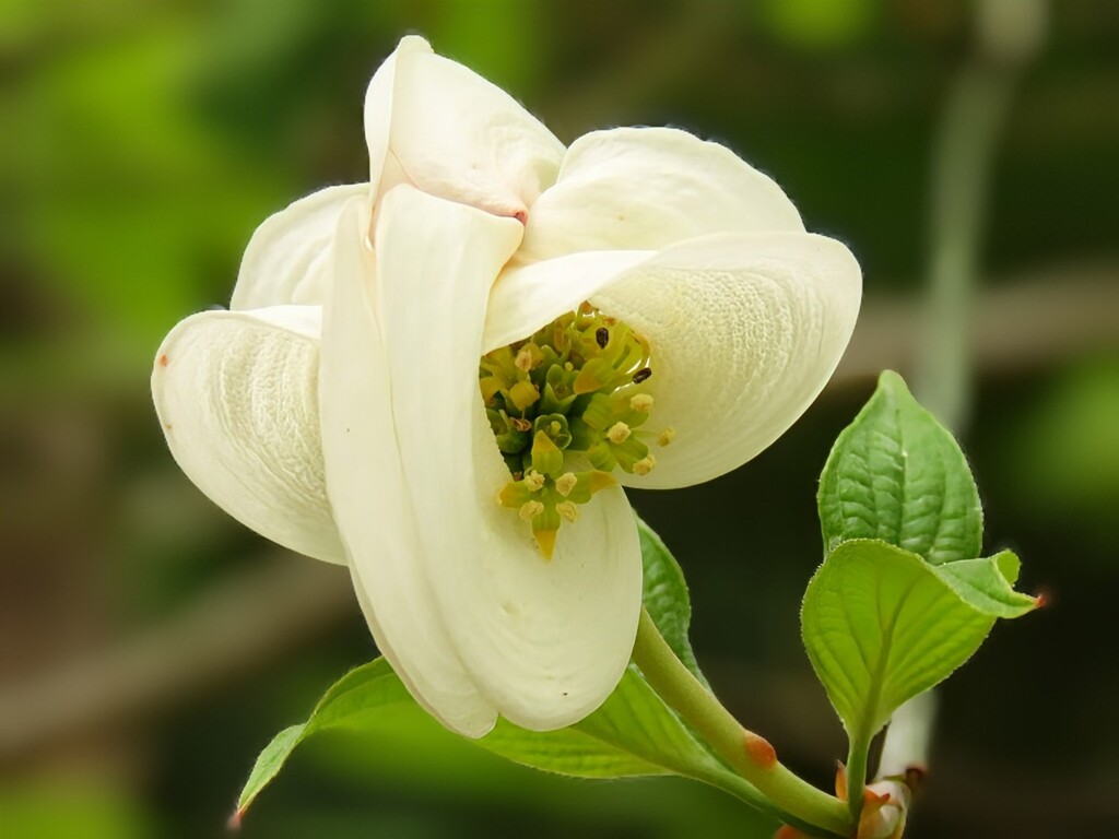 はにかむ 花水木 by てくてくさんぽ (ID:13473374) - 写真共有サイト:PHOTOHITO