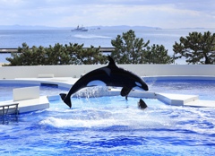 オルカパフォーマンス