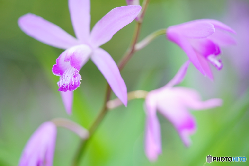 ランの花も開花 by masa58 (ID:13502032) - 写真共有サイト:PHOTOHITO