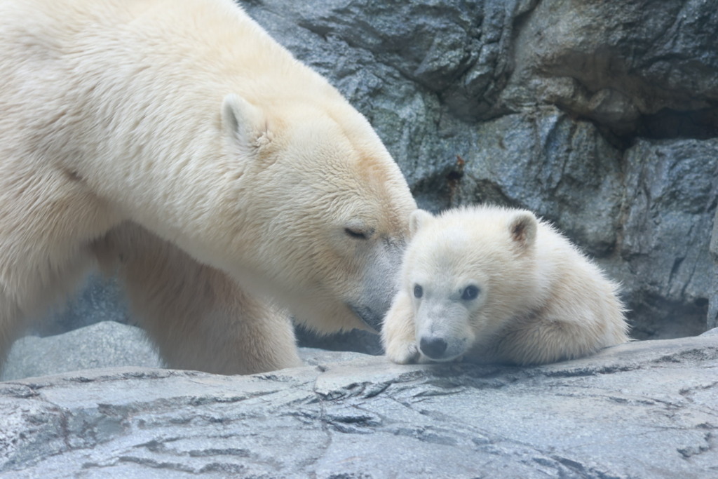 ホッキョクグマ親子 by つぶ （ID：13500630） - 写真共有サイト:PHOTOHITO