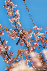 見つめる先は春