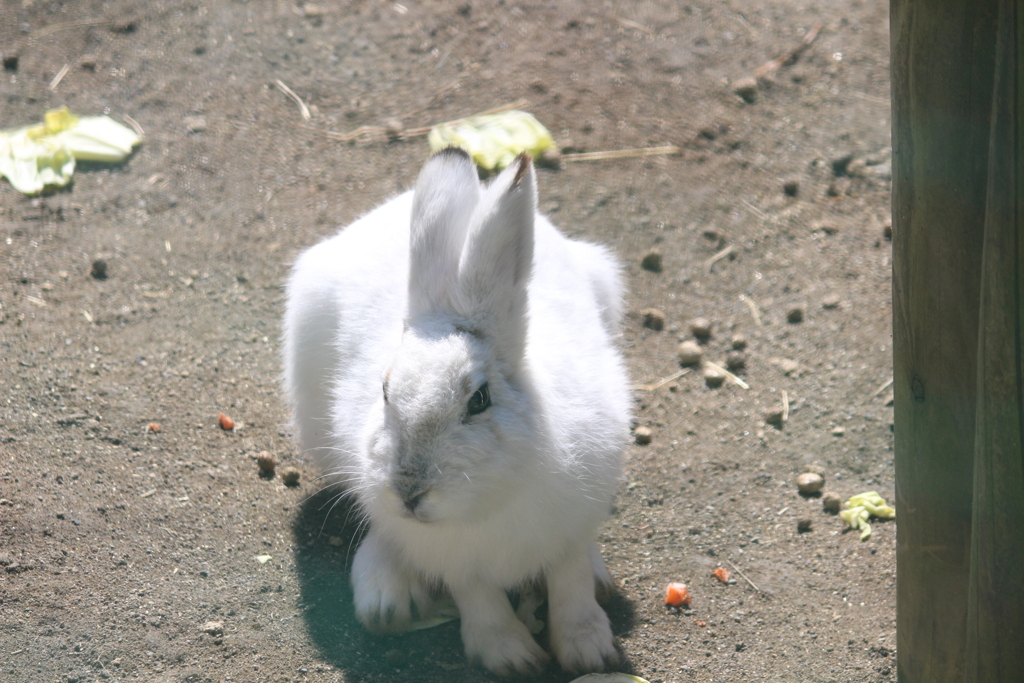 うさ by ニコ山ニコ太郎 (ID:13440447) - 写真共有サイト:PHOTOHITO
