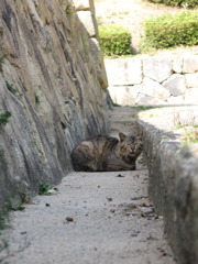 野良猫