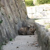 野良猫