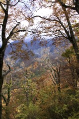 大山の紅葉