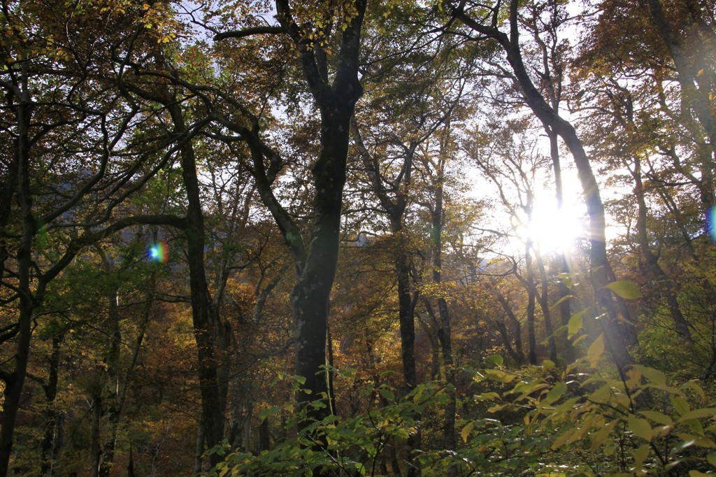 大山の紅葉