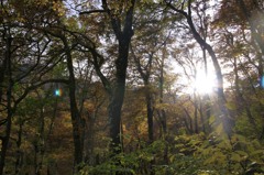 大山の紅葉