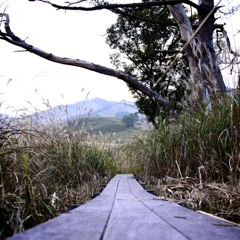 ススキの迷路