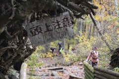 大山登山、頭上に根っこ