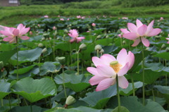 蓮の花