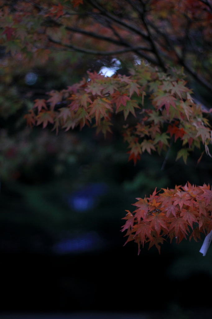 神社の紅葉