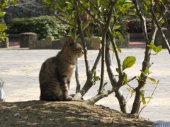 野良猫