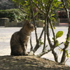 野良猫