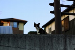 野良