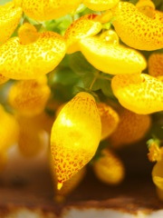 花05