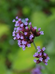 花11