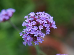 花01