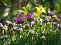 花03