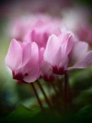 花125